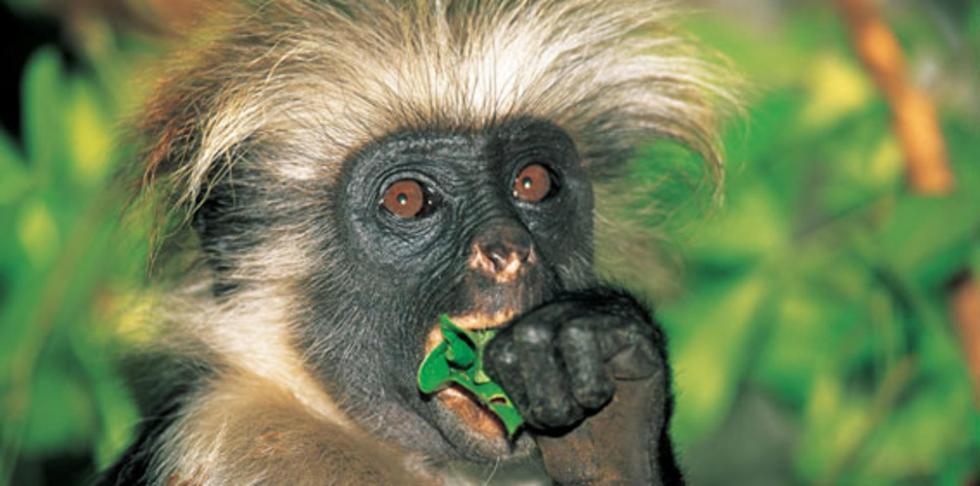 Halvdagsutflykt Jozani Forest