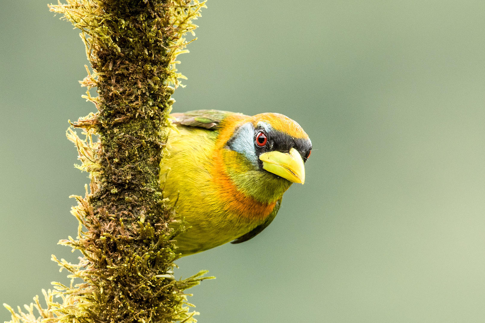 Mashpi lodge - WAWA RUM