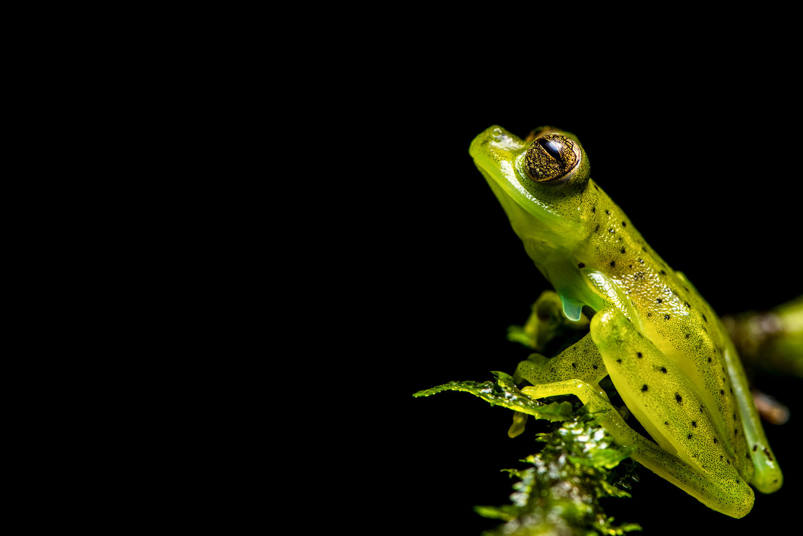 Mashpi Lodge - YAKU SUITE