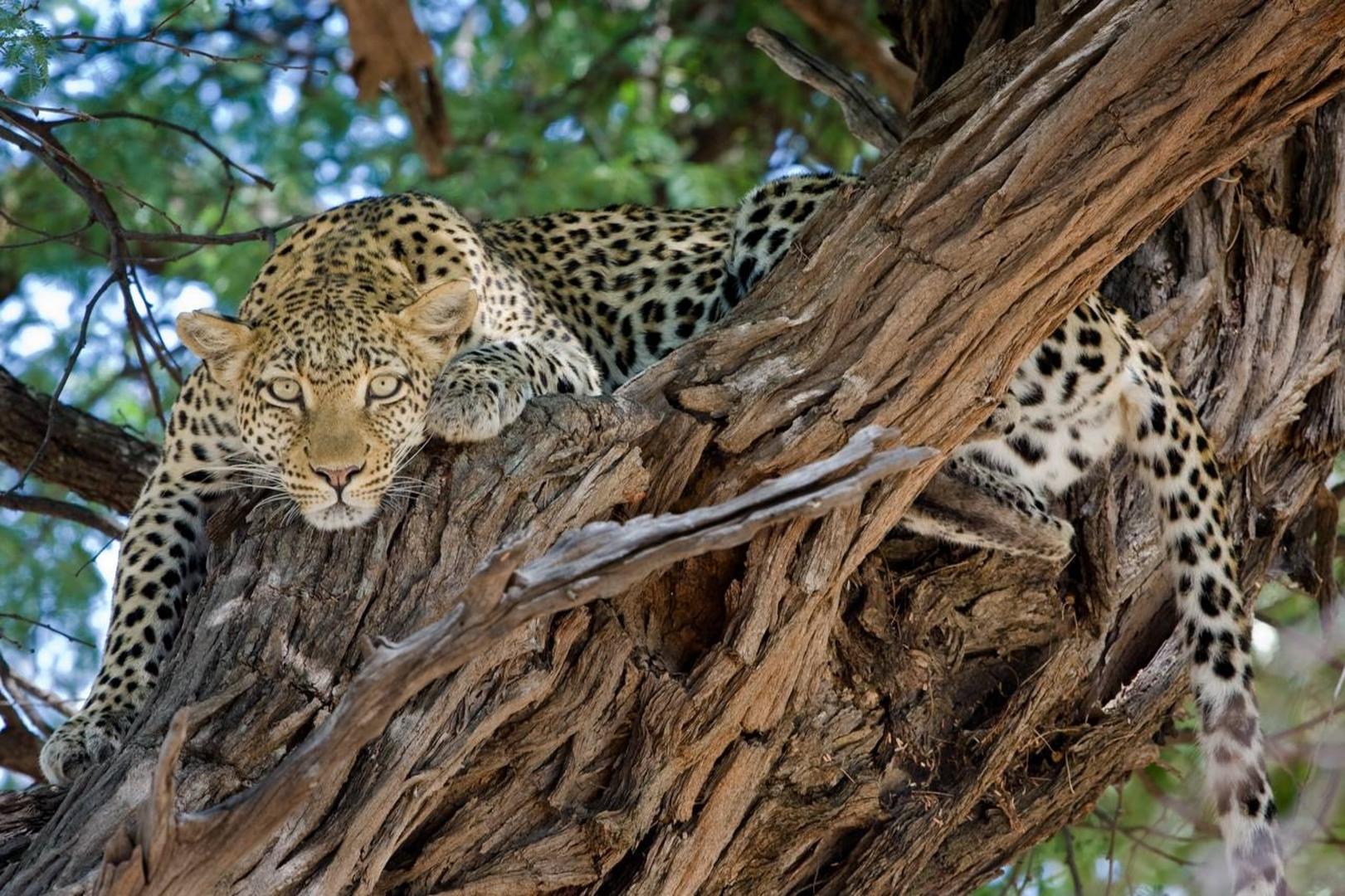Chobe och Okavango