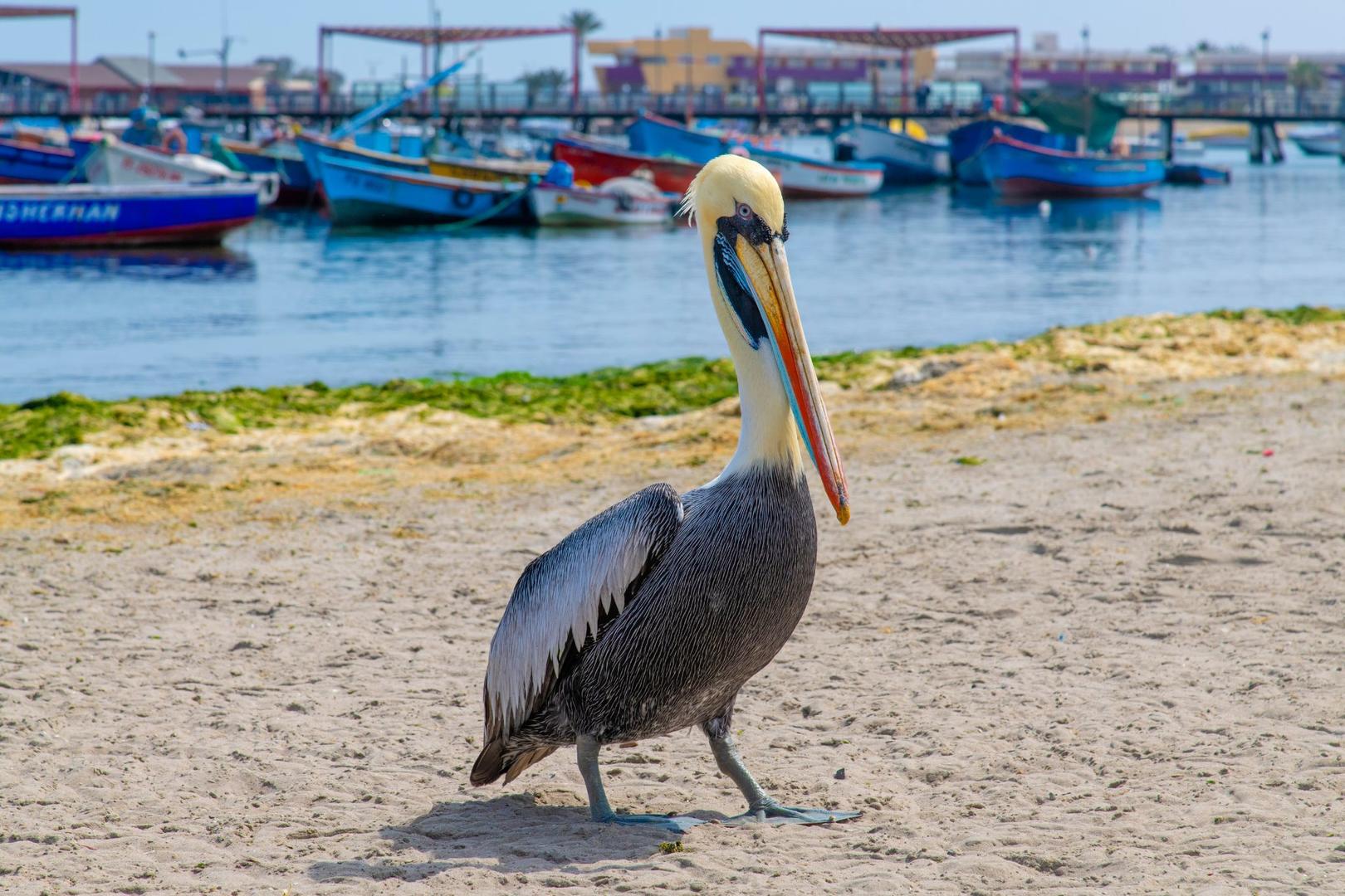 Ballestaöarna och Nazcalinjerna
