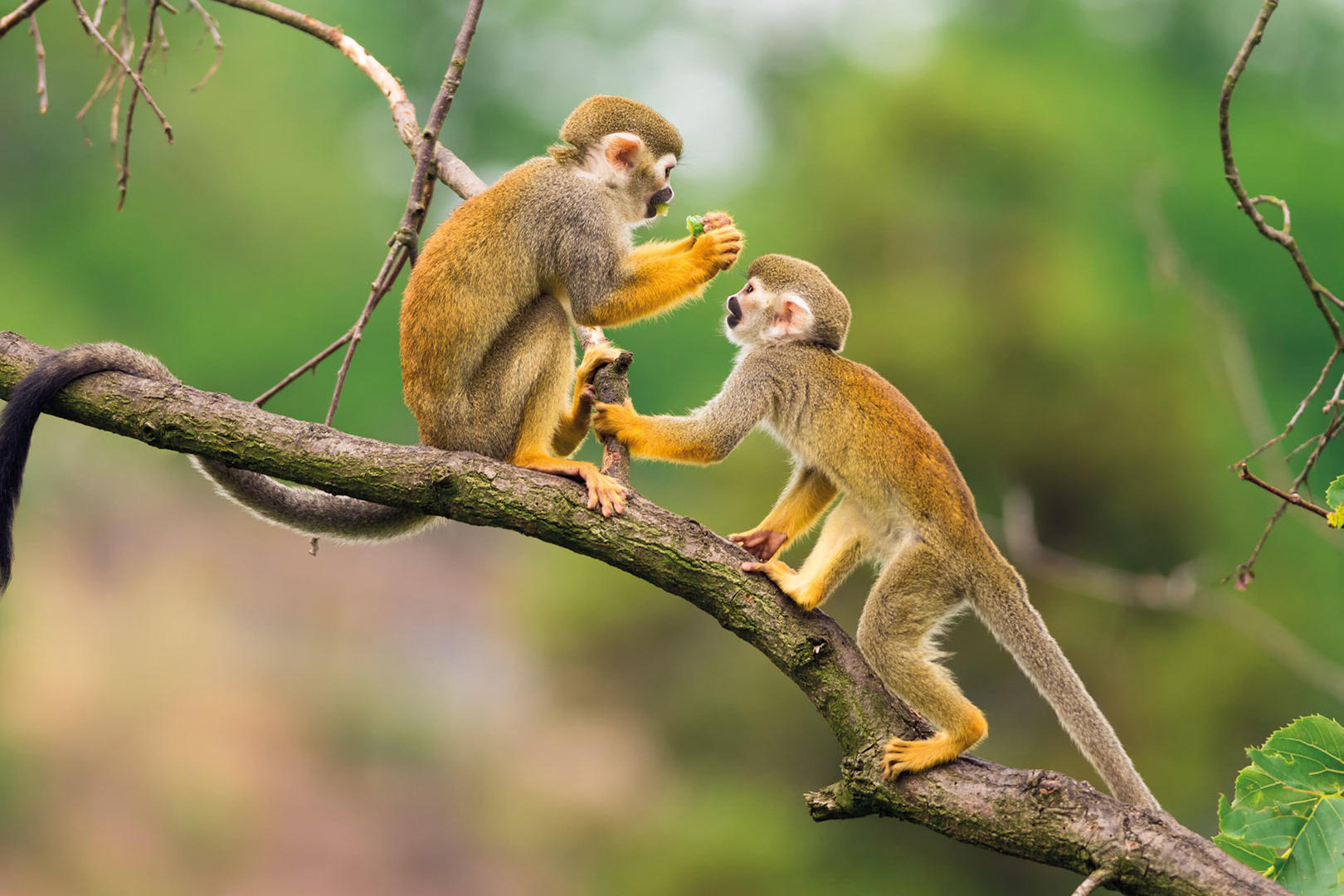 Flodkryssning Amazonas 7 nätter