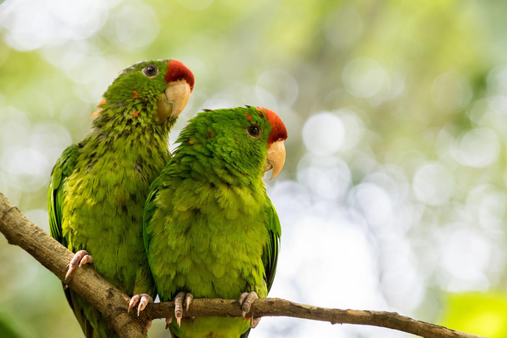 Sol och bad på Baru 7 nätter