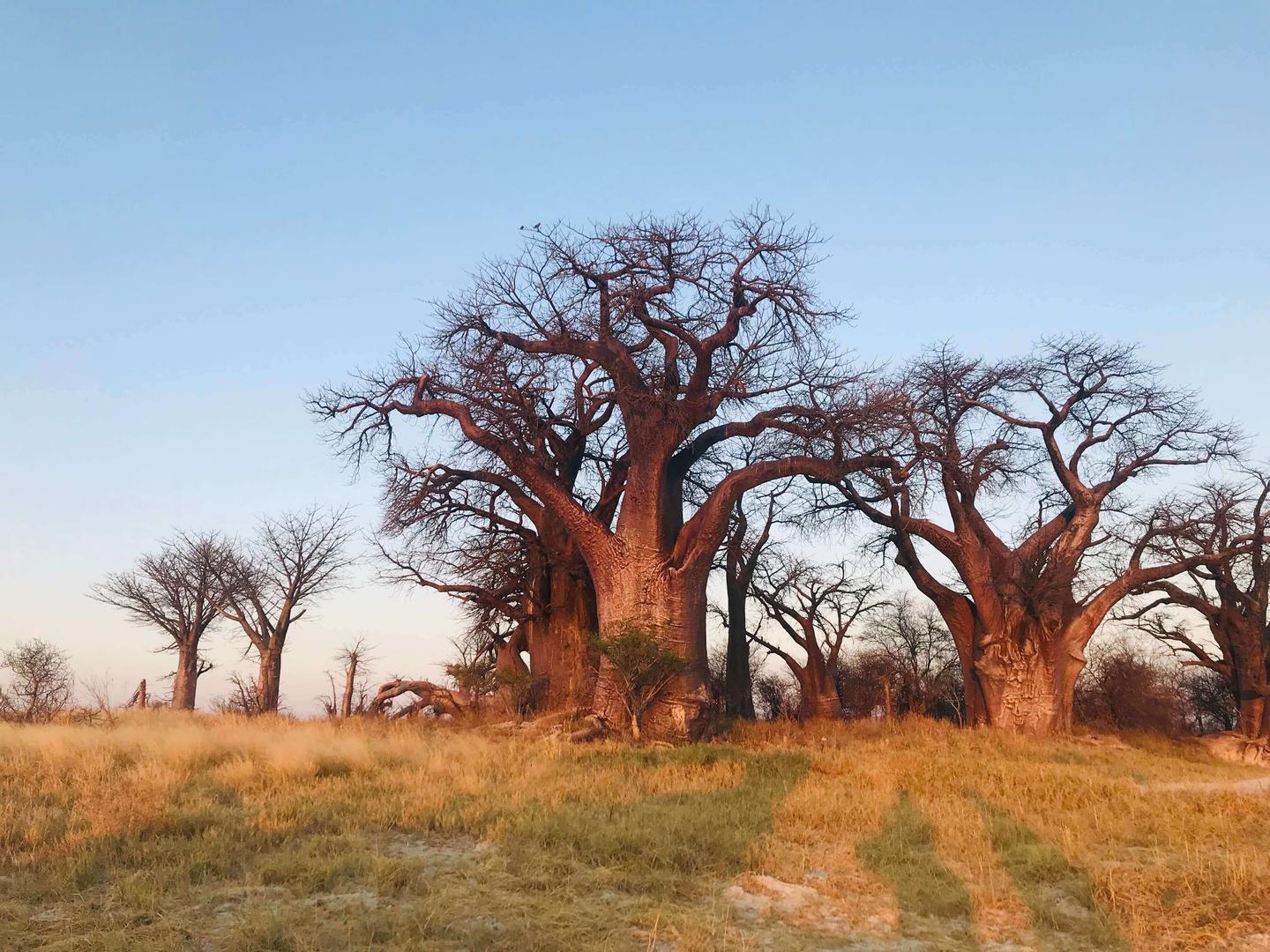 Okavango och Chobe