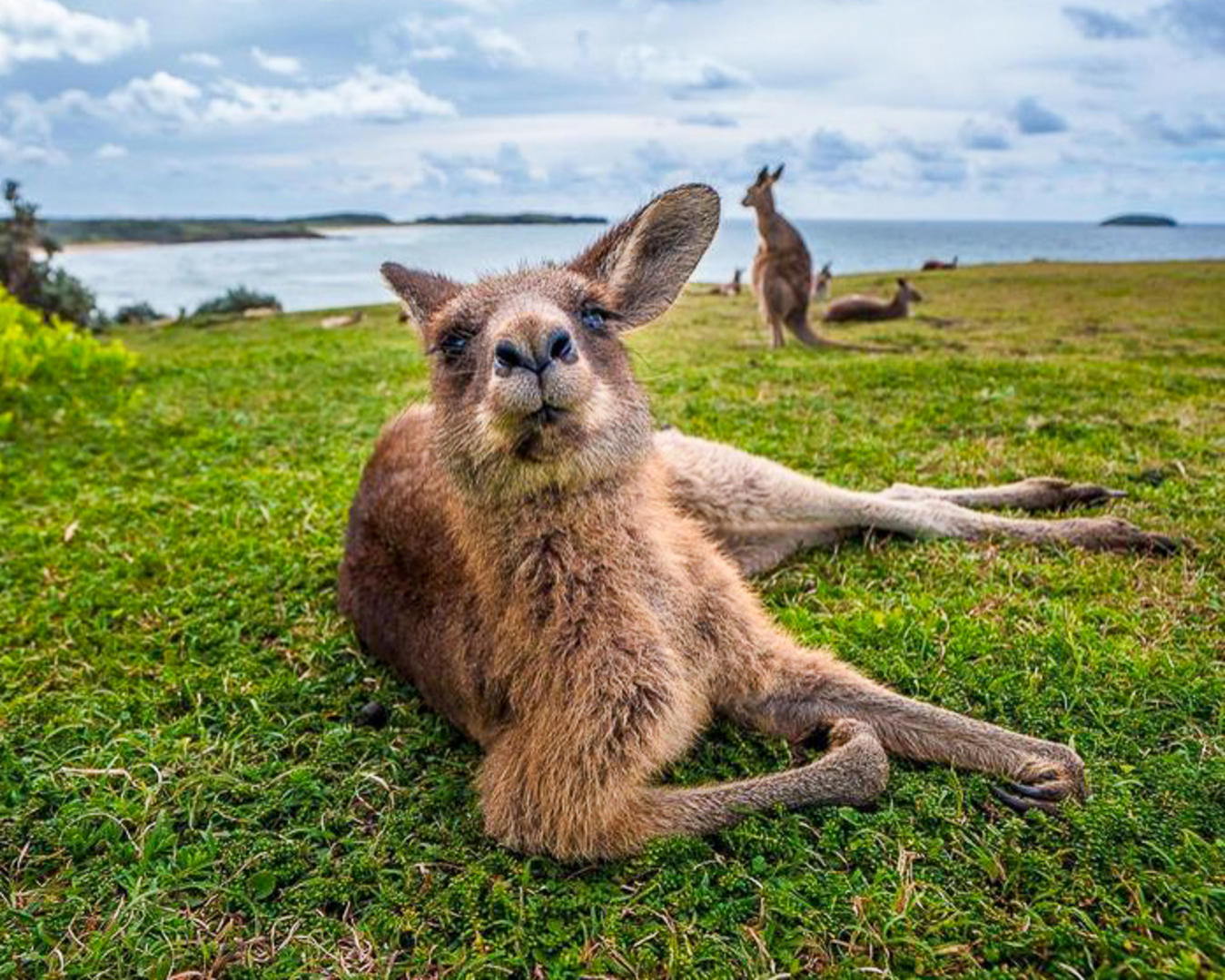Kangaroo Islands rika djurliv