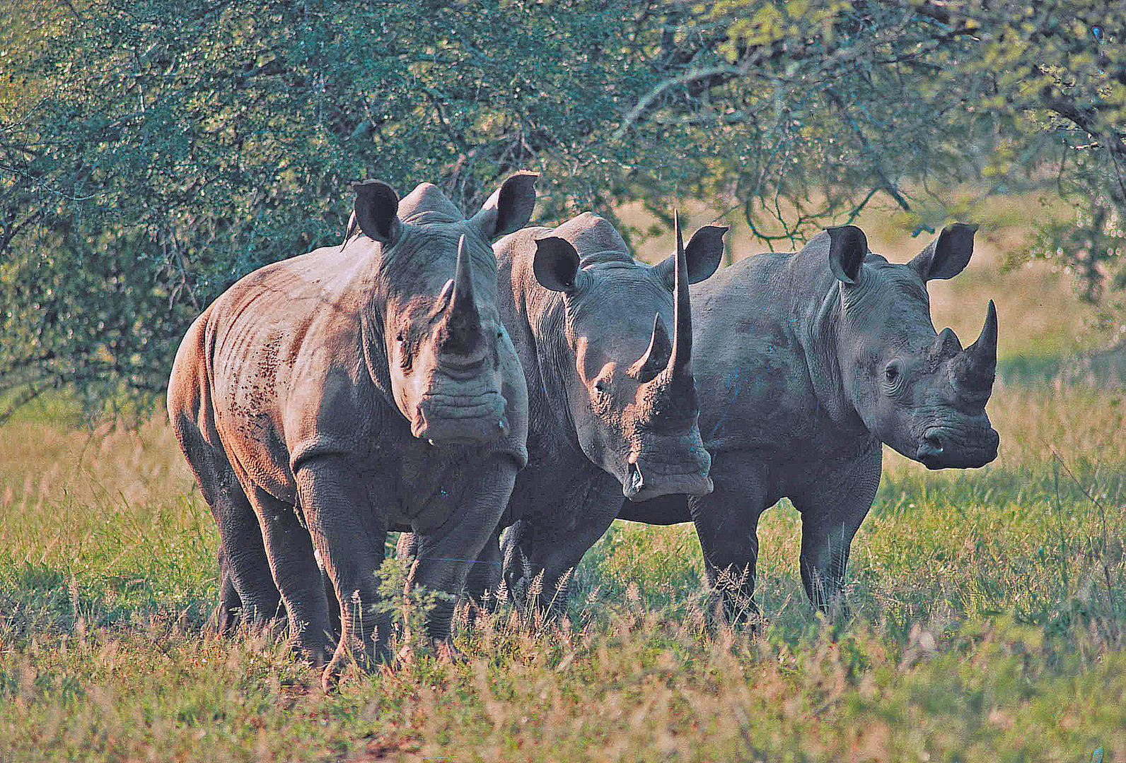 Rovos Rail Kapstaden - Pretoria - golfresa