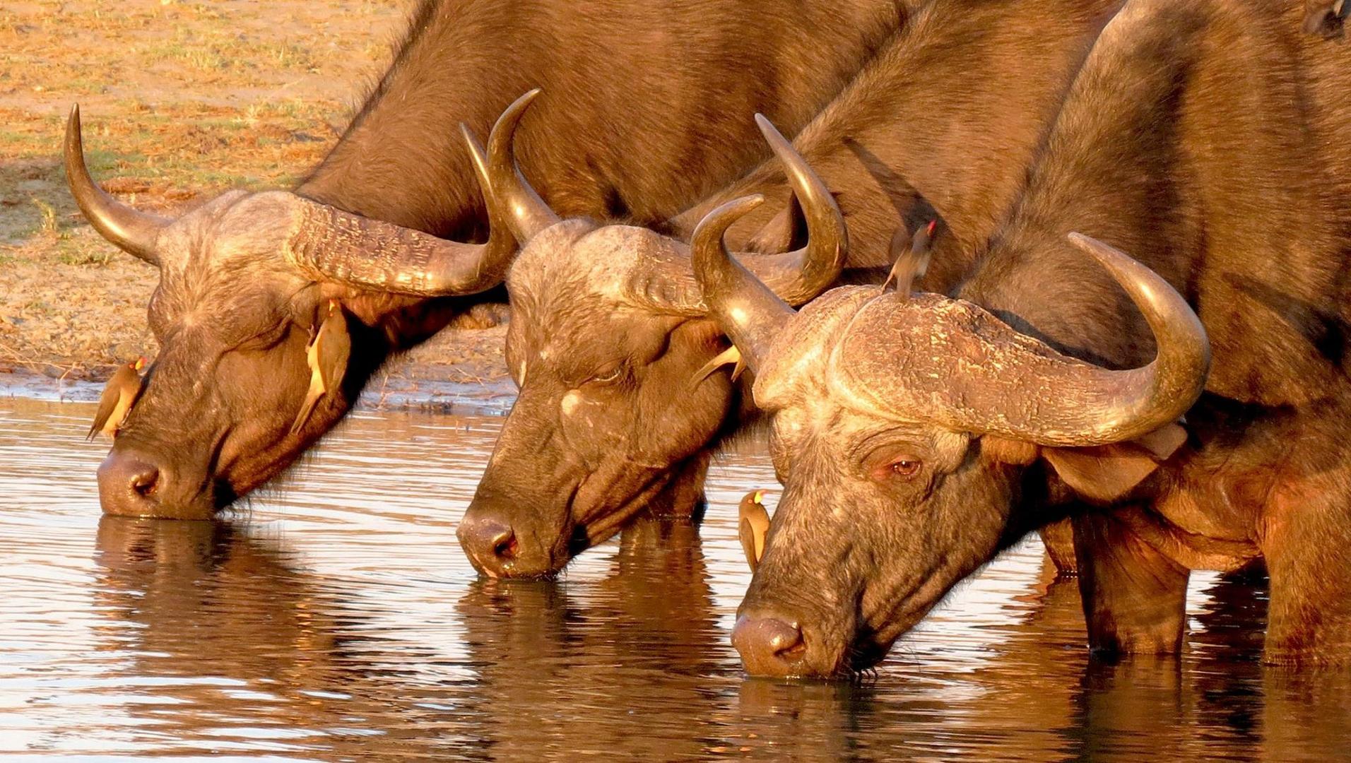 Morgonsafari Krugerparken