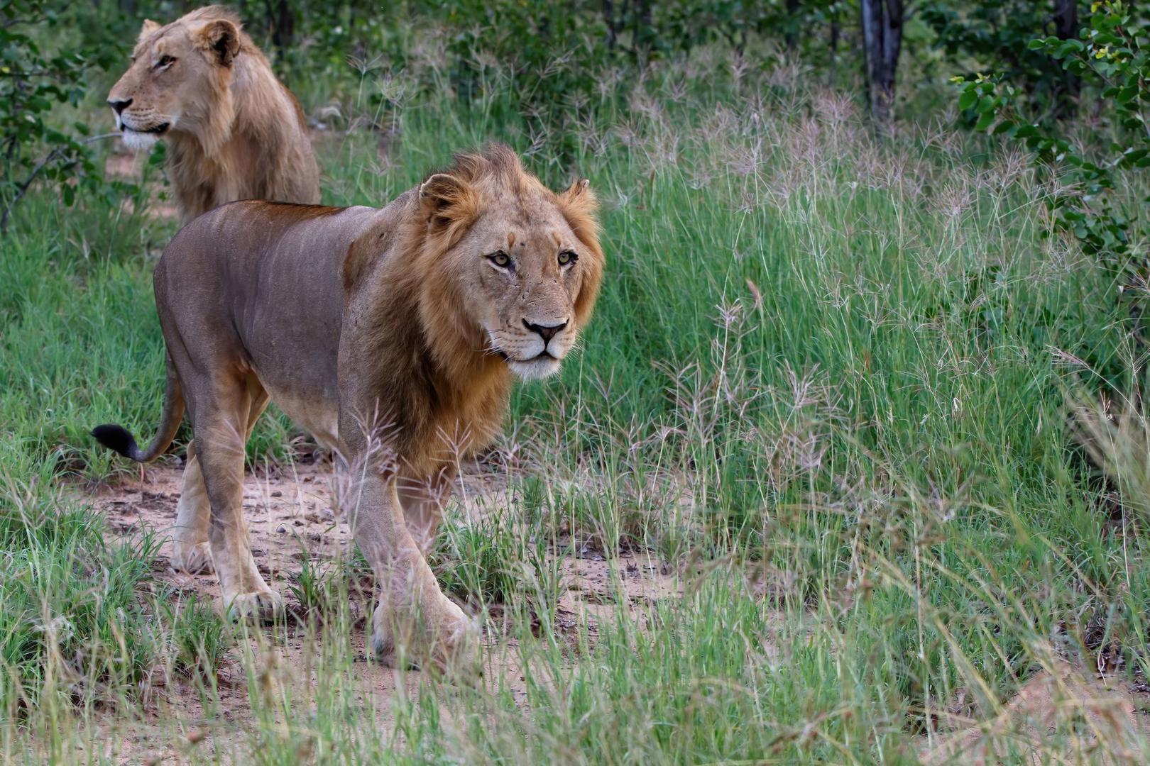 Lyxsafari i Kruger