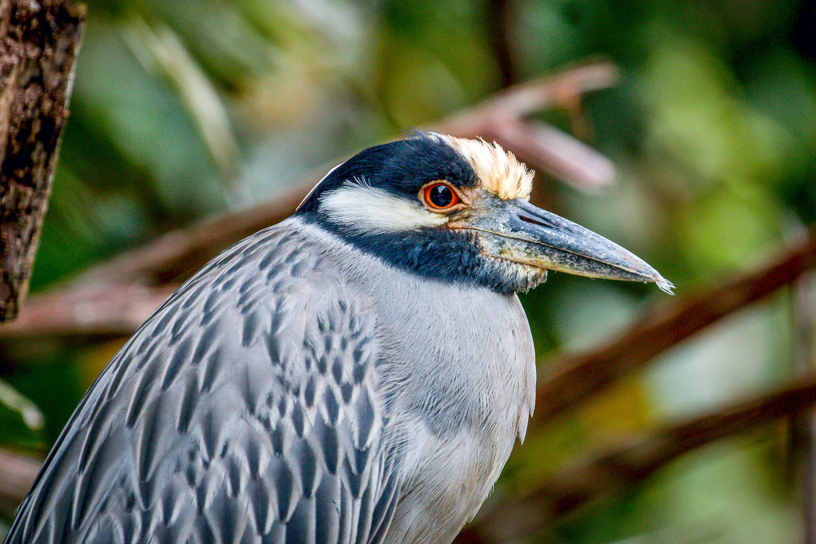 Costa Rica: Kust till kust- Superior