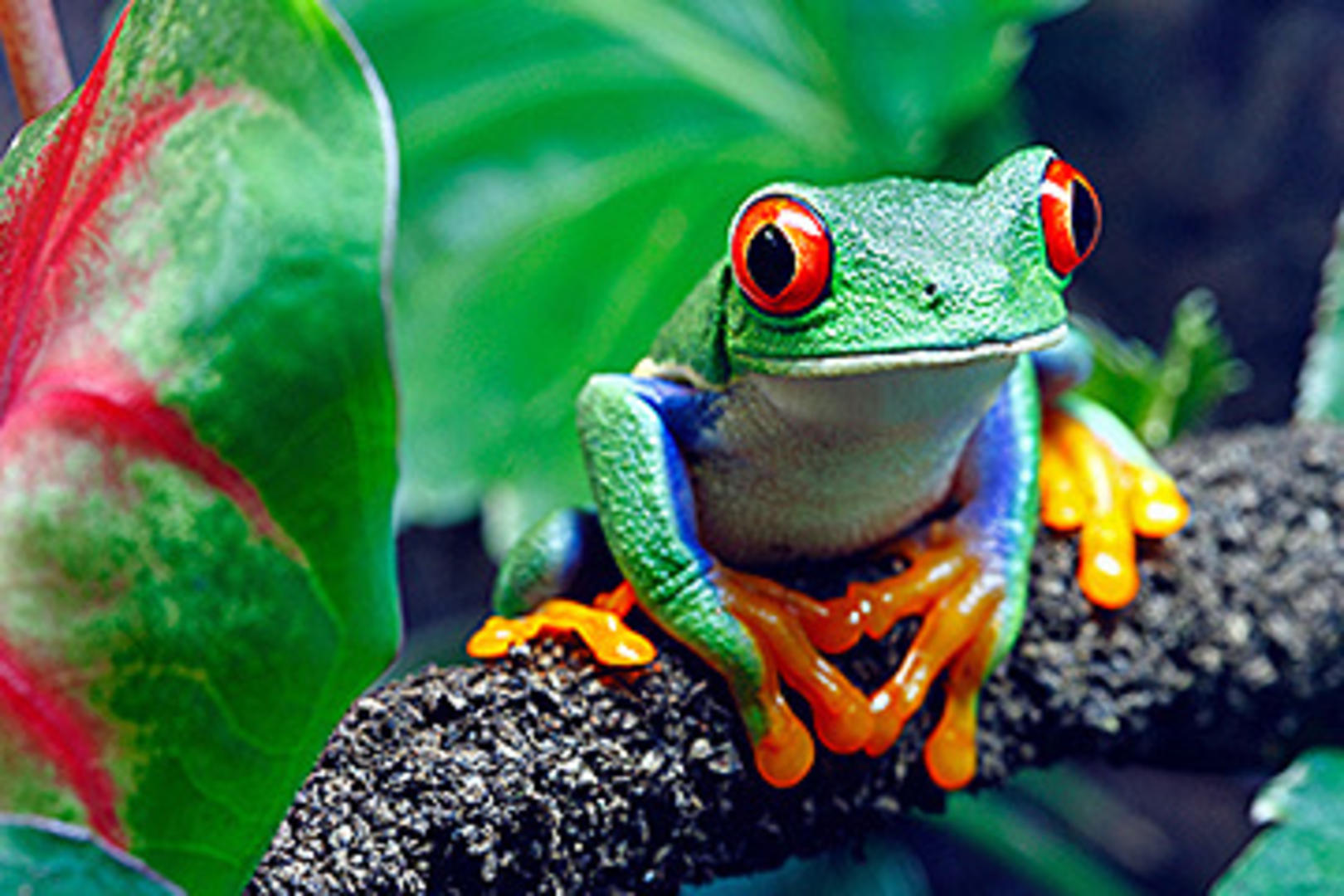 Costa Rica: Kust till kust- Standard