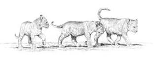 Africa Pride Pty. Ltd. logo