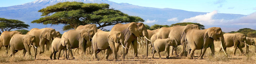 Amboseli National Park
