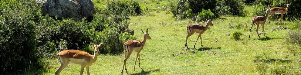 Botlierskop Private Game Reserve