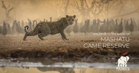 Mashatu Game Reserve