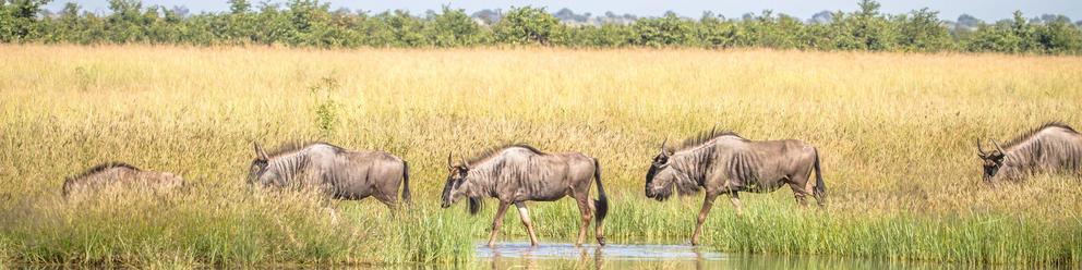 Kasane Forest Reserve