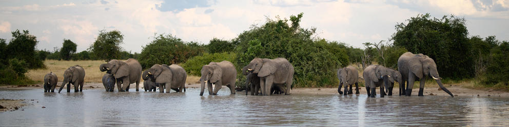 Savuti - Chobe National Park