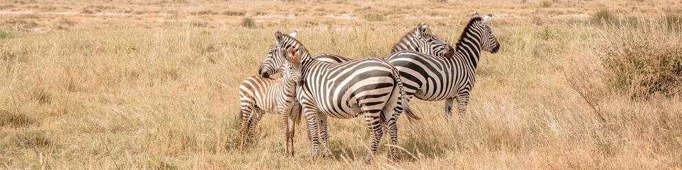 Central Serengeti