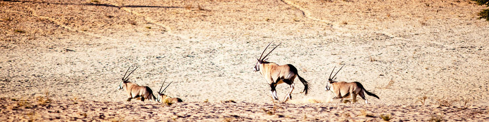 Kgalagadi Transfrontier Park (South Africa)