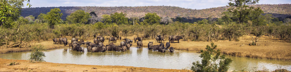 Kruger National Park