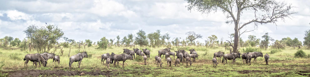 Kruger National Park