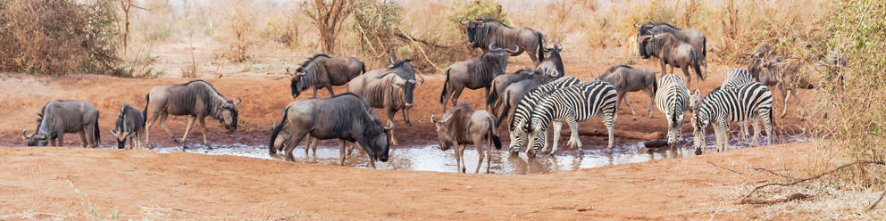 Madikwe Game Reserve