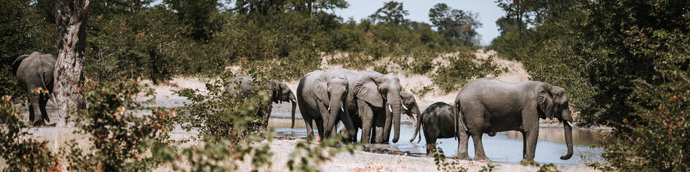Moremi Game Reserve