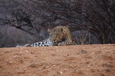 Okonjima Nature Reserve