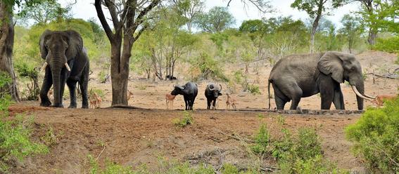 Southern Kruger