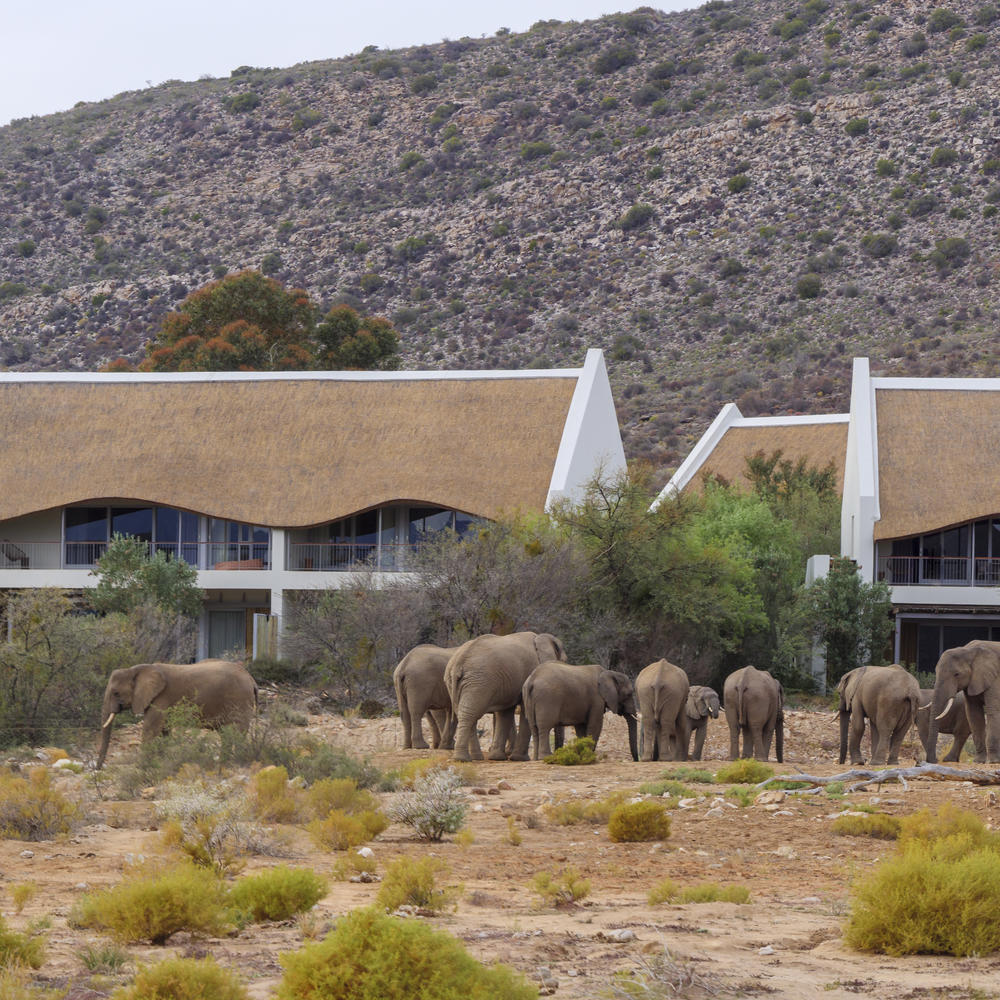 Sanbona Gondwana Family Lodge-item-2