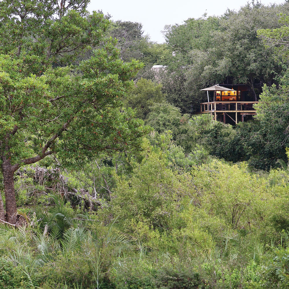 Londolozi Tree Camp-item-0