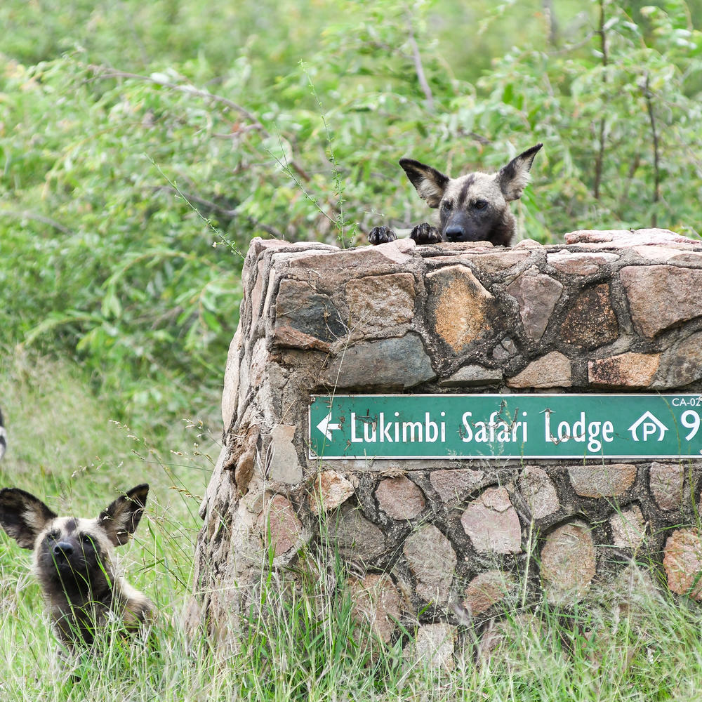 Lukimbi Safari Lodge-item-2