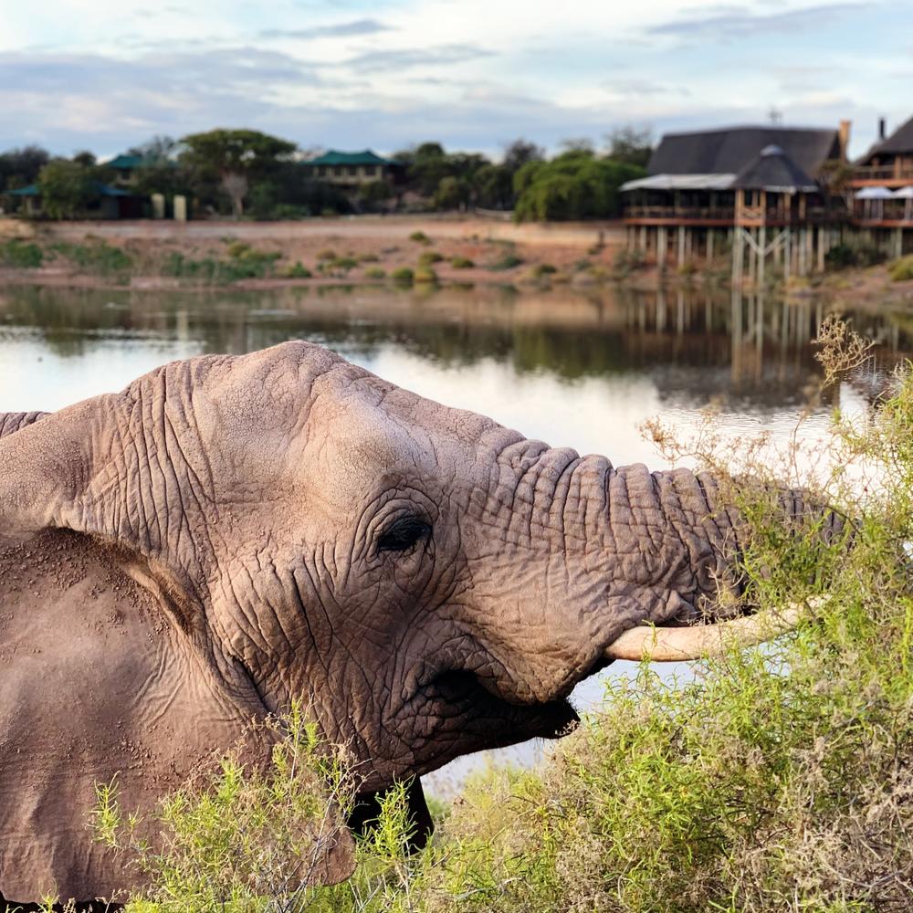 Buffelsdrift Game Lodge-item-0