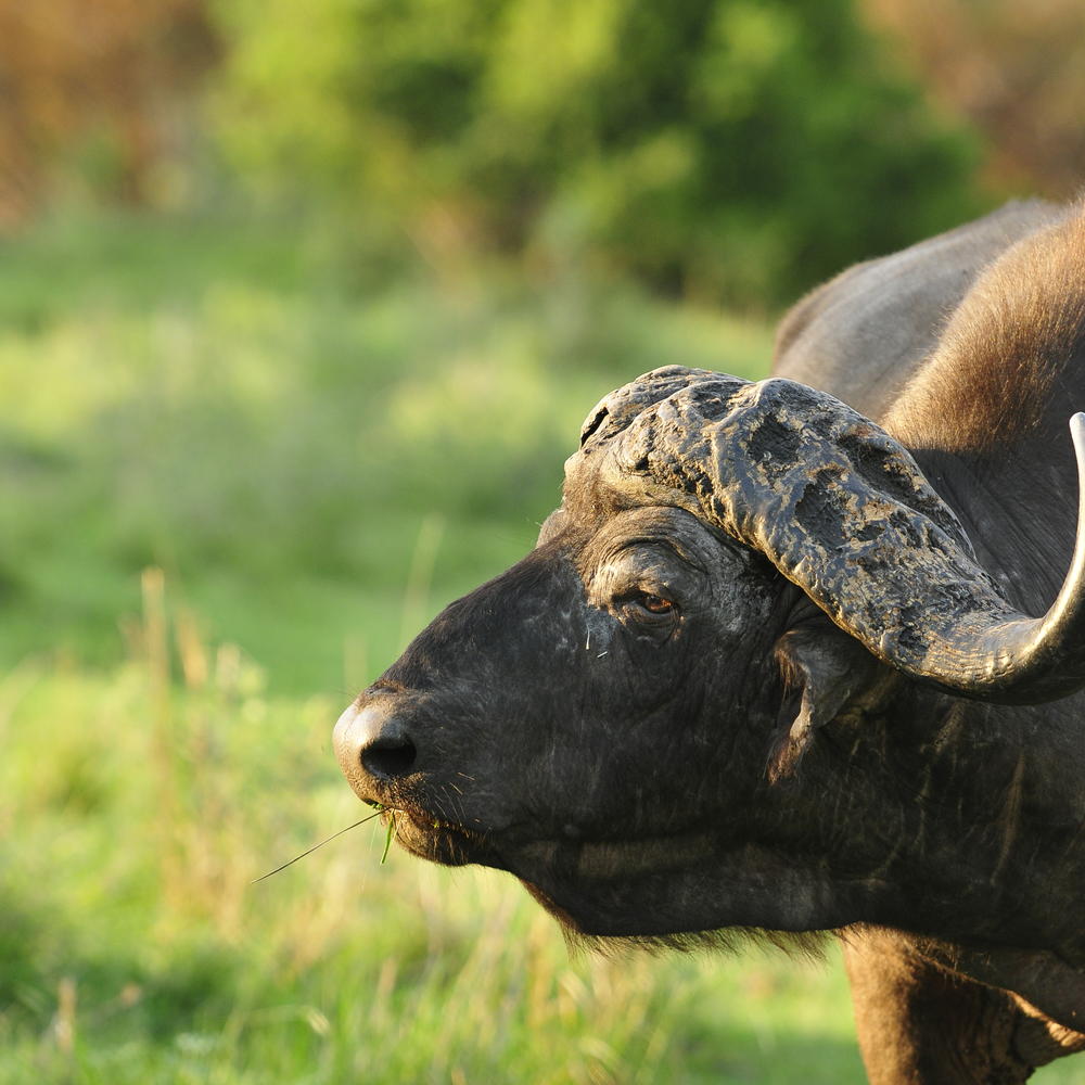 Inyati Private Game Reserve-item-0