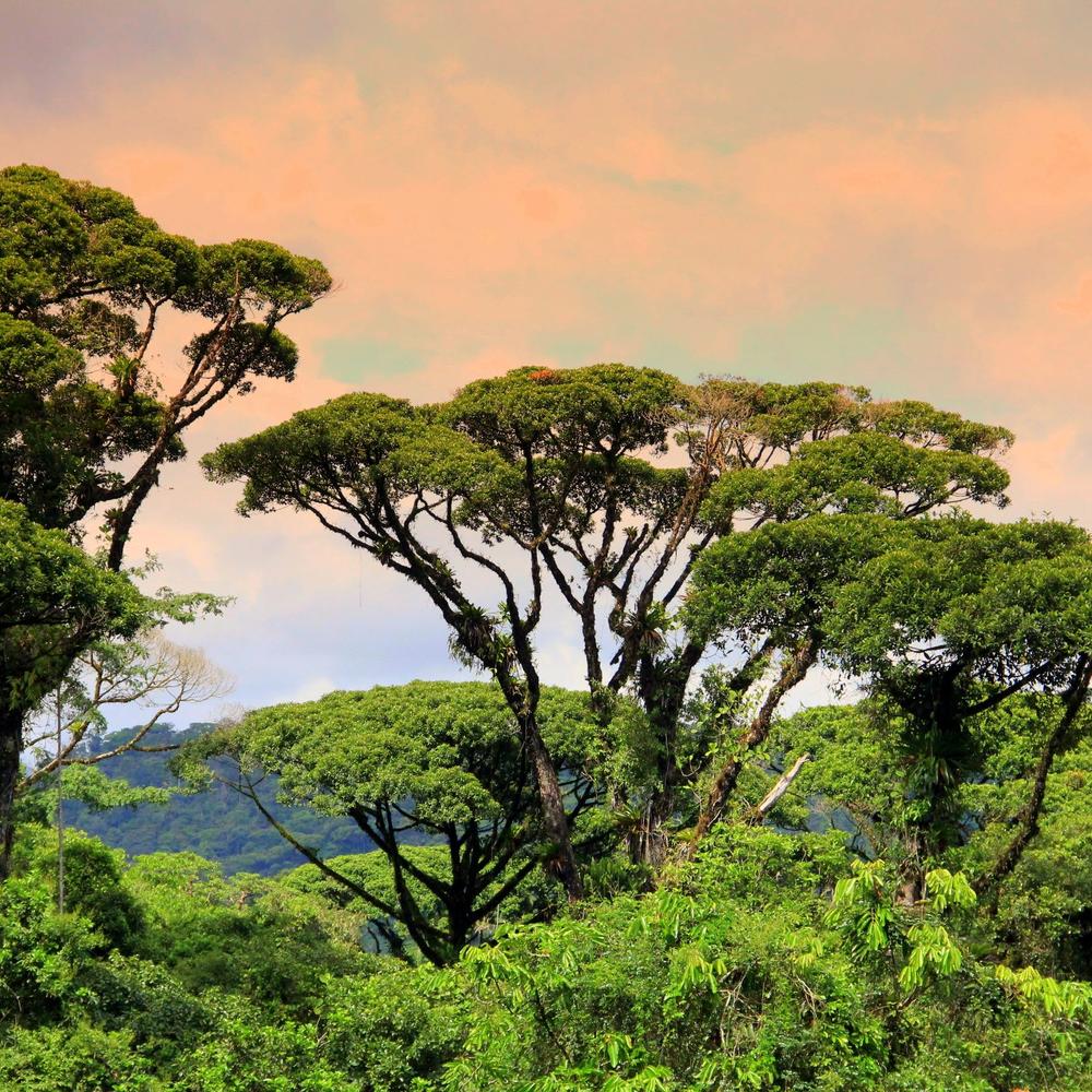 Condor Travel-item-2