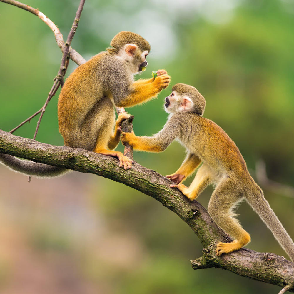 Manatee Amazon Explorer-item-2