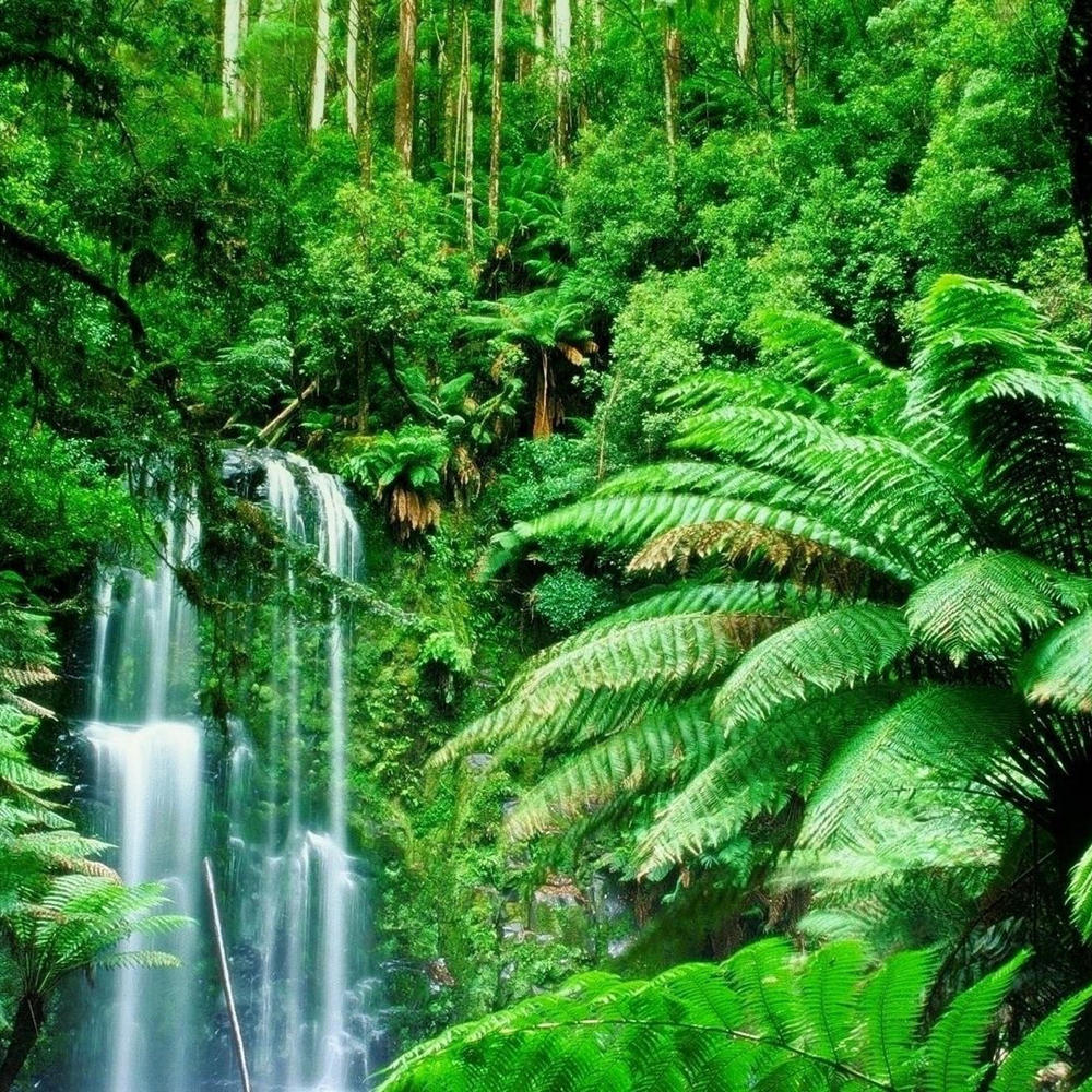 Manatee Amazon Explorer-item-2