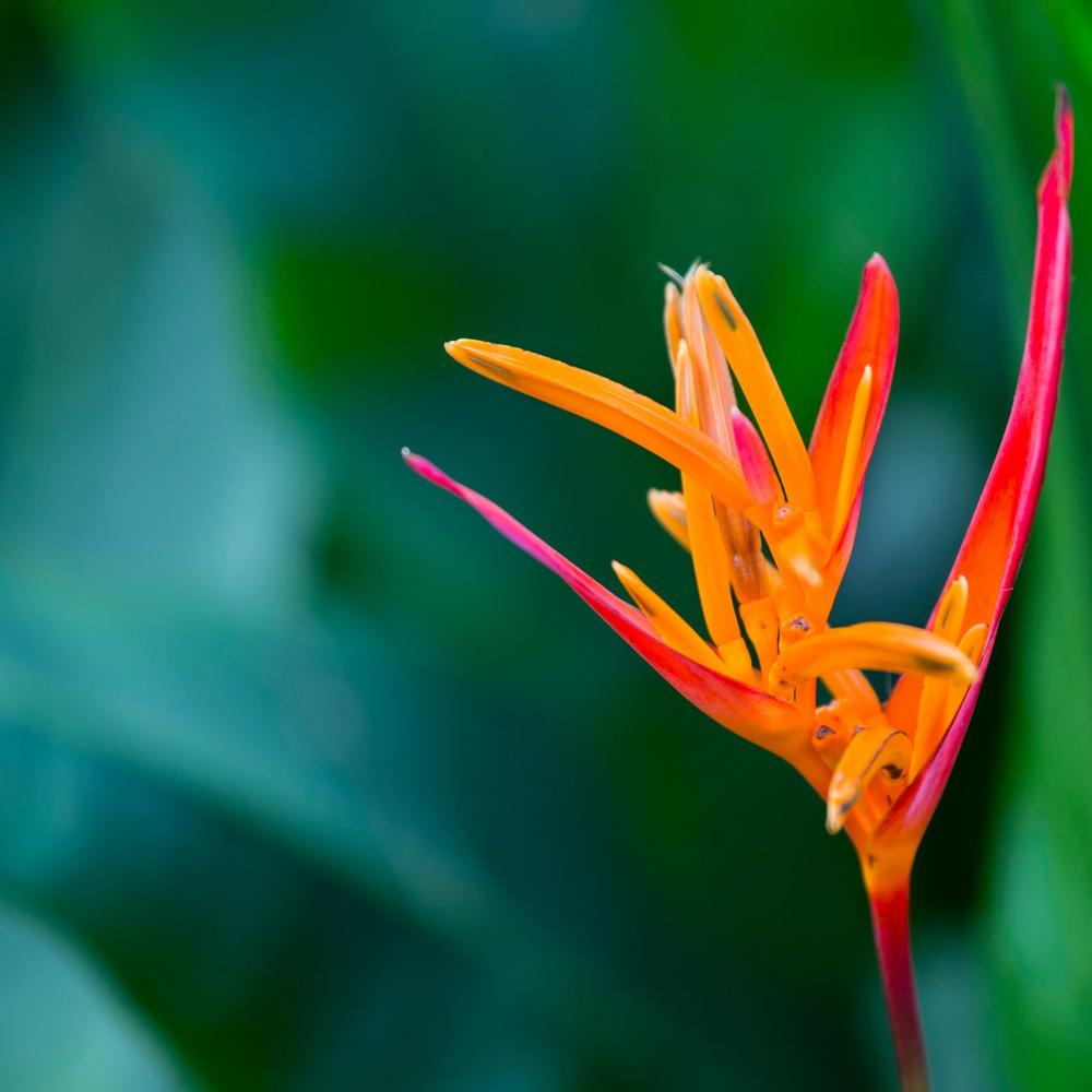 Variety Cruises-item-1