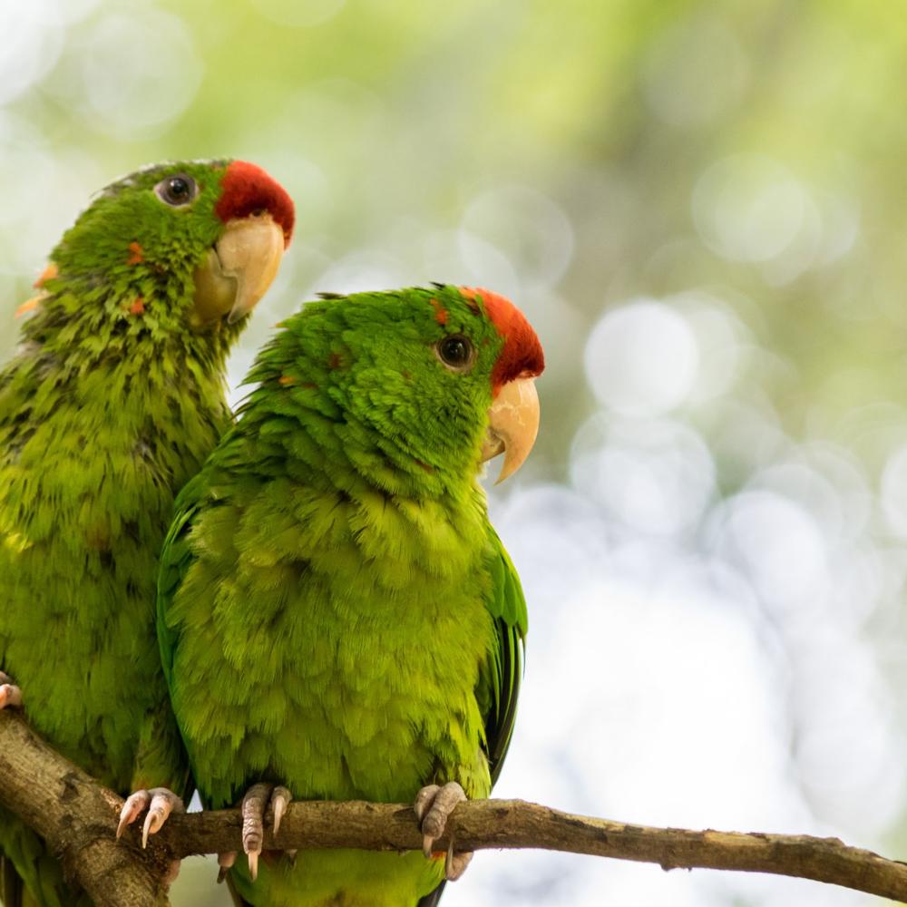 Quimbaya Latin America-item-0