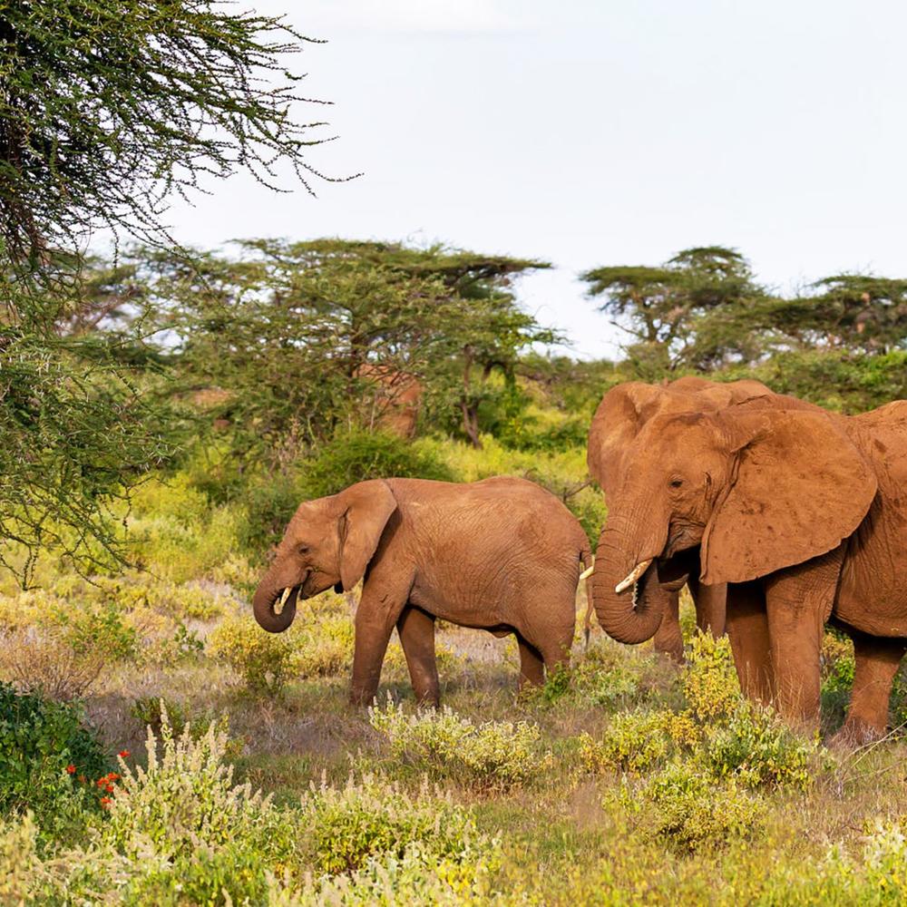 Chobe Princess-item-1