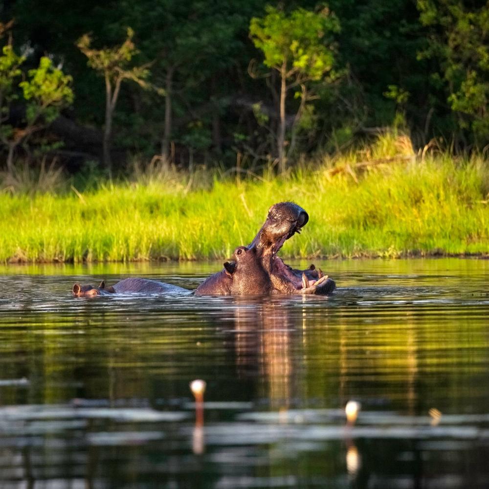 Chobe Princess-item-0