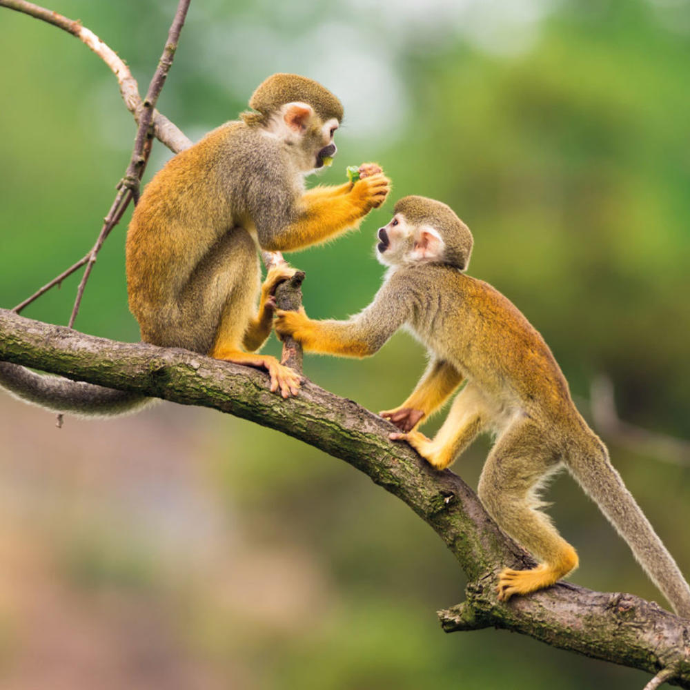 Condor Travel-item-0