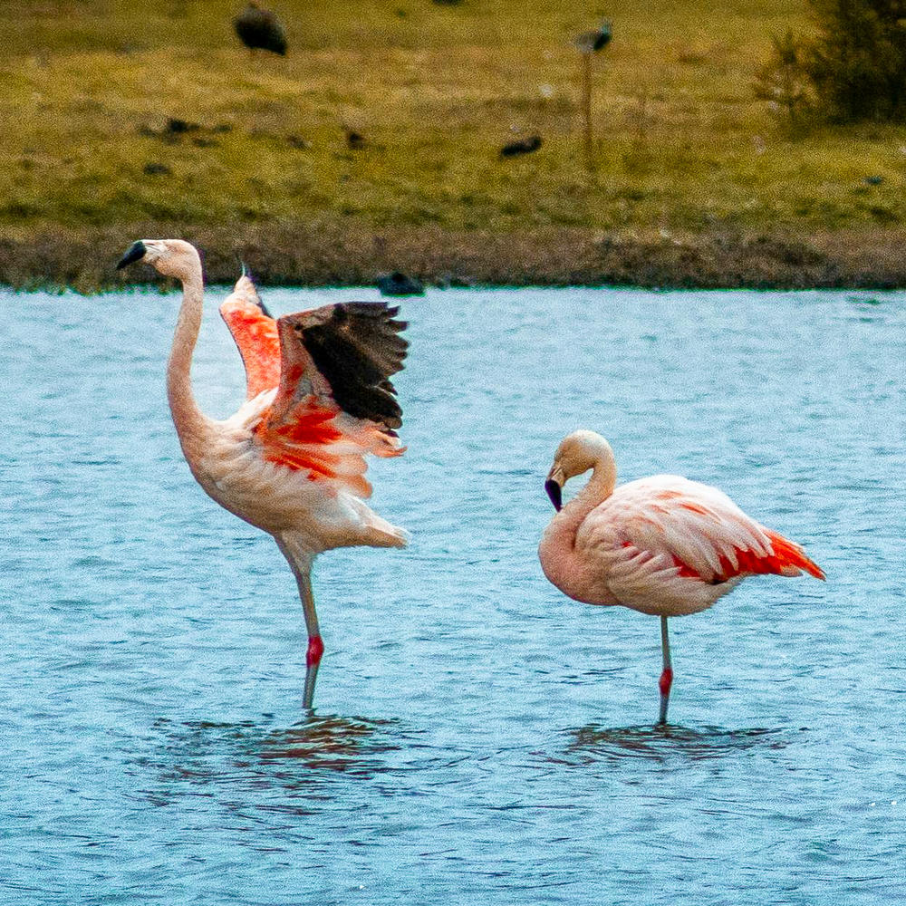 Australis Cape Horn & Patagonia-item-1