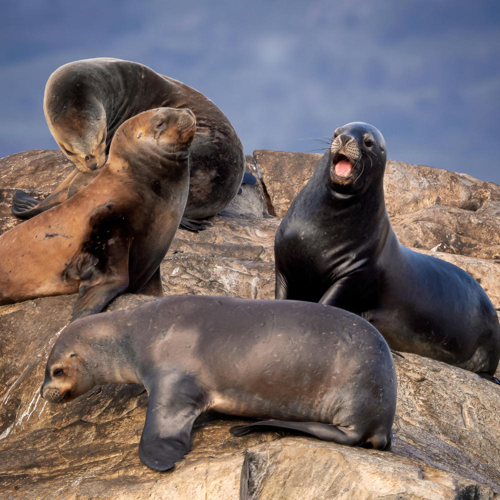 Australis Cape Horn & Patagonia-item-2