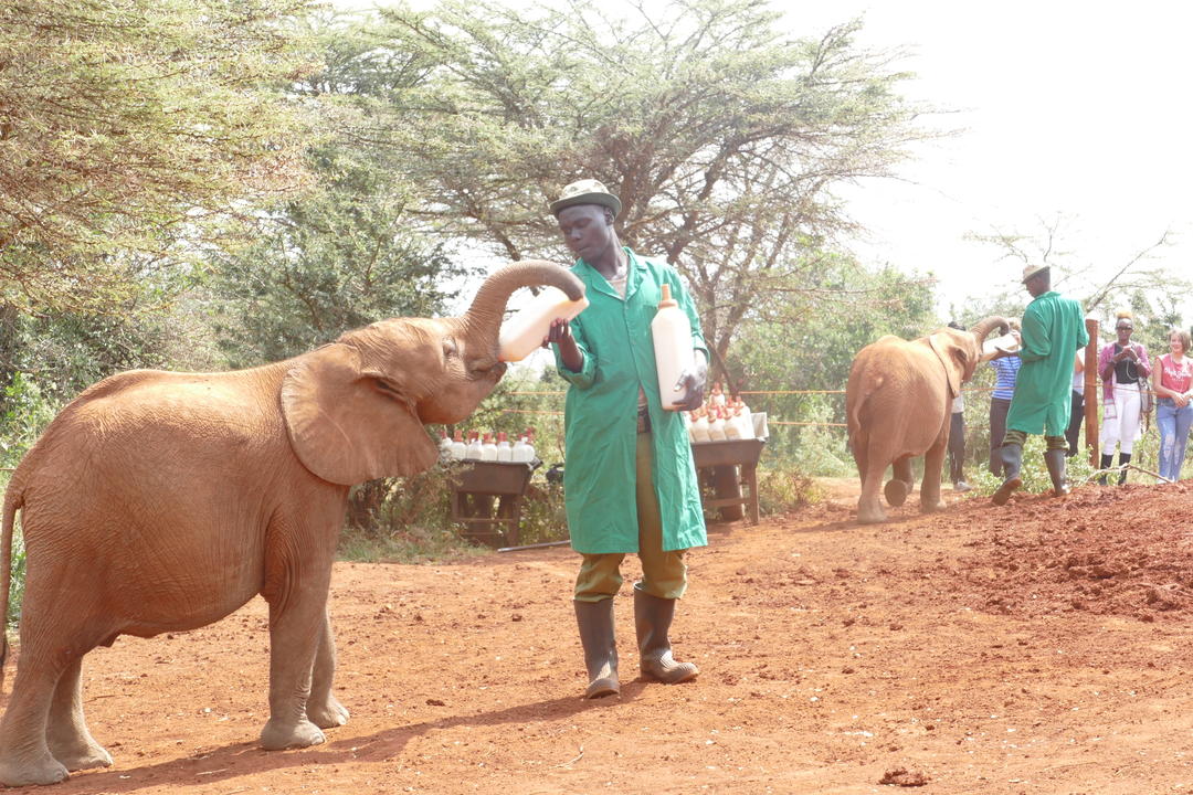 Nairobis fantastiska djurlivimage - 0