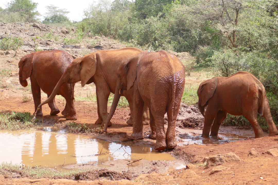 Nairobis fantastiska djurlivimage - 1