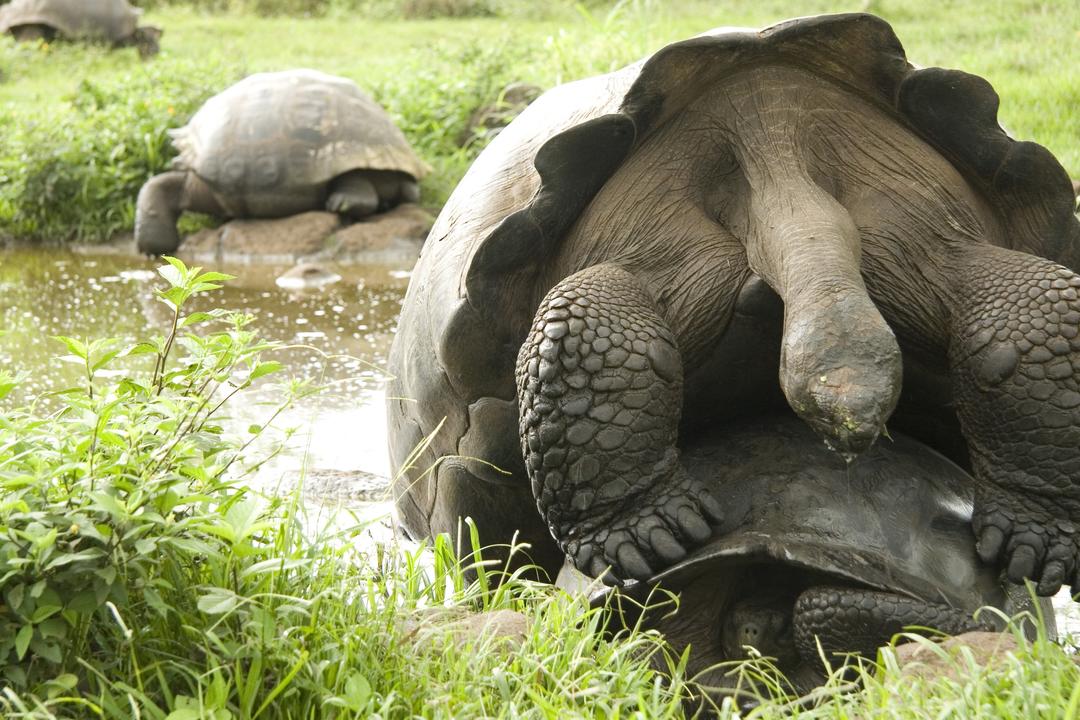 San Cristobal Islandimage - 1