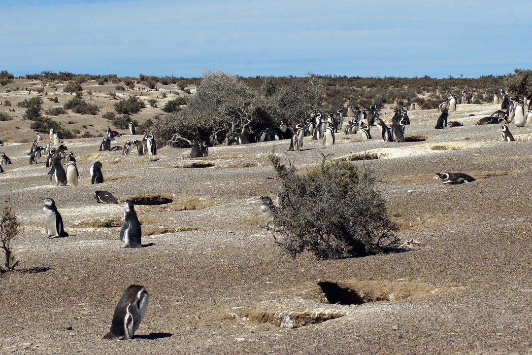 Valdéshalvönimage - 0