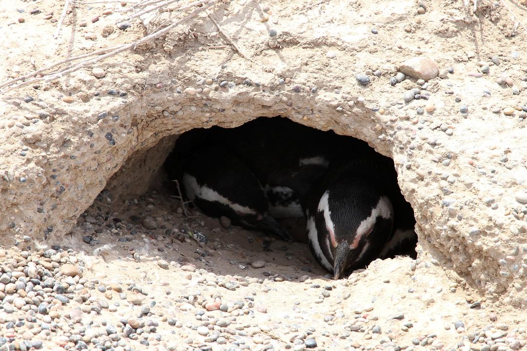 Valdéshalvönimage - 1