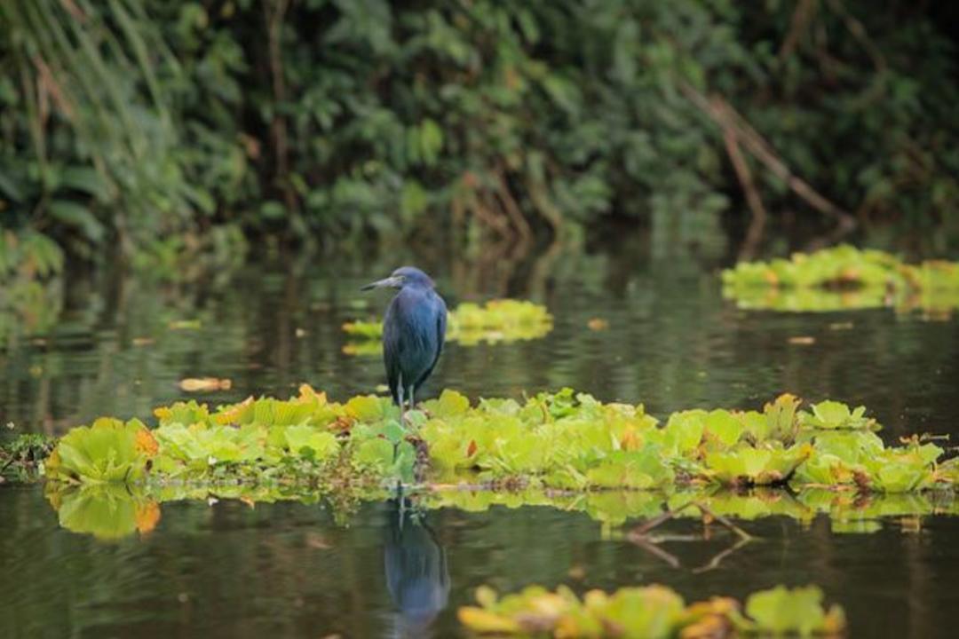 Tortuguero National Parkimage - 0