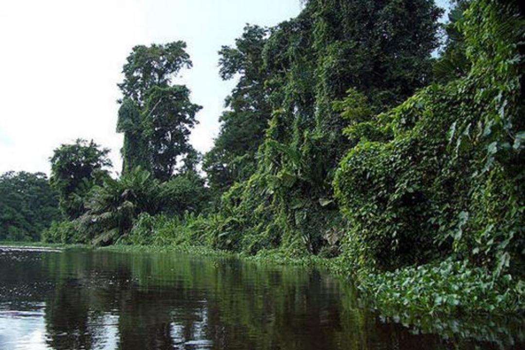 Tortuguero National Parkimage - 1